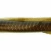 Soft Plastics Berkley Gulp! EEL