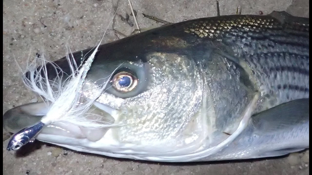 Trailers Otter Straight Tails - Image 4