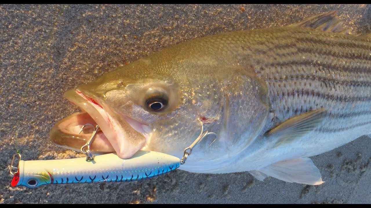 Surf Rods Tsunami Airwave Elite Surf Spinning Rods - Image 2